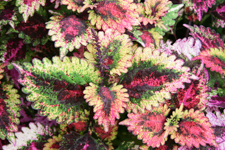 Varicolored Coleus