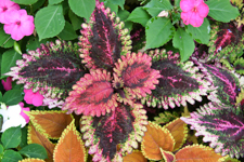 Varicolored Coleus