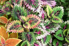 Varicolored Coleus