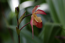 Orchids