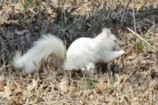 White Squirrel