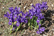 Purple Flowers