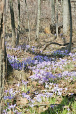 Flower Glen