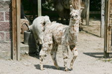 Llama Type