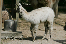 Llama Type