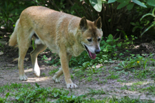 Singing Dog