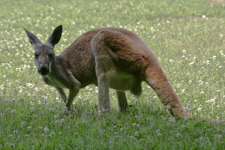 Kangaroo