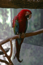 Macaw