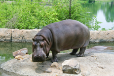 Hippo