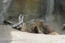 Bat Eared Fox