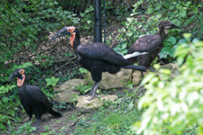 Ground Hornbill