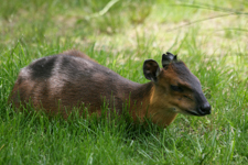 Red-flanked Duiker