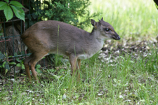 Blue Duiker