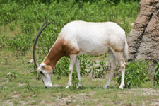 Scimitar-horned Oryx