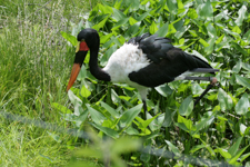 Saddle-billed Stork