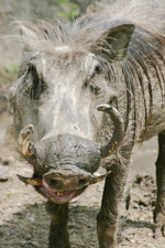 Wart Hog