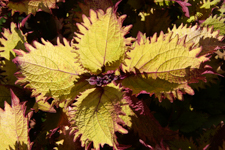 Yellow Coleus