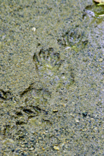 Racoon Tracks