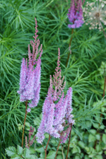 Purple Flowers