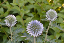 Leek Blossom