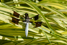 Dragon Fly