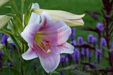 Lily Flower