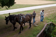 Tow Horses