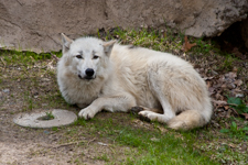 Grey Wolf