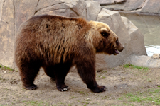 Grizzly Cub