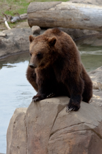 Grizzly CUb