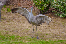 Sandhill Crane