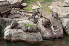 Otters