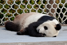 Panda Bear