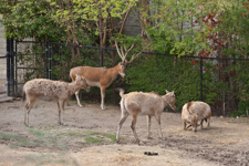 Pere David's Deer