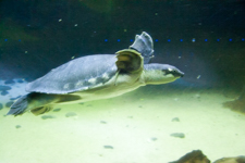 Fly River Turtle