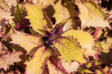 Coleus Henna