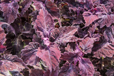 Coleus Big Red