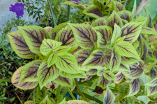 Green Purple Coleus